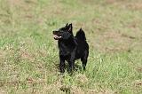 SCHIPPERKE 699